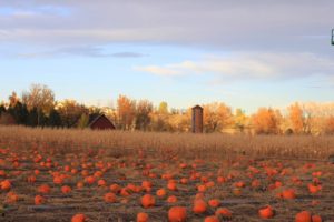 Chatfield corn maze